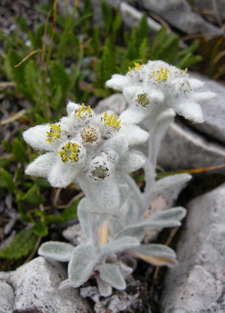 Leontopodium nivale / Stella alpina  appenninica